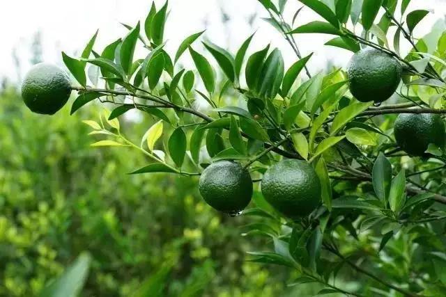 專注新會小青柑普茶，倡導(dǎo)有品生活的摯調(diào)，成功制勝海外市場